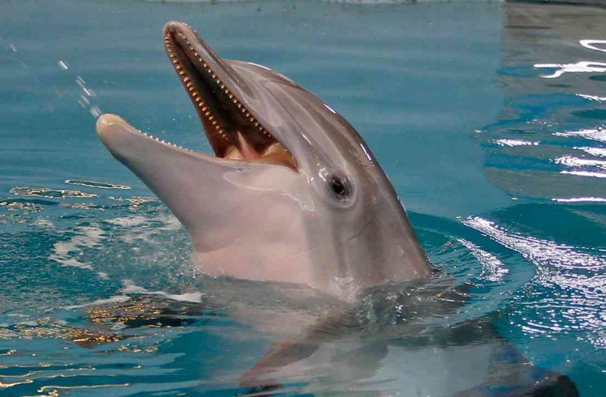 Winter, dolphin star of Winter, dies at Florida aquarium